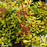 Escallonia Golden Carpet, cu frunze aurii