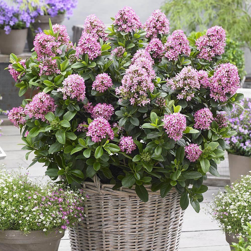Escallonia laevis Pink Elle