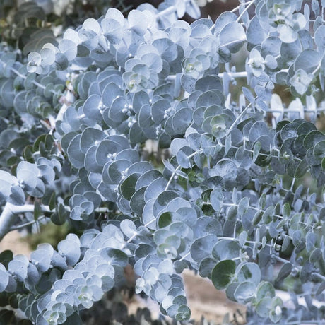 Eukaliptusz 'Silverana' – ezüstös lombú, illatos díszfa gyors növekedéssel