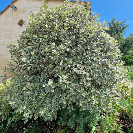 Salba Japoneza (Euonimus Albomarginatus)