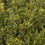 Salba Japoneza Euonimus Aureomarginatus