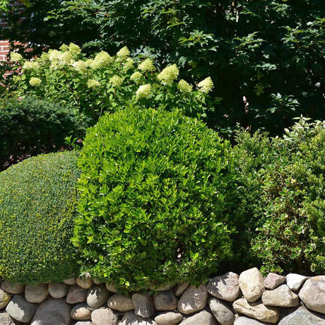 Salba Japoneza Euonimus Green Rocket