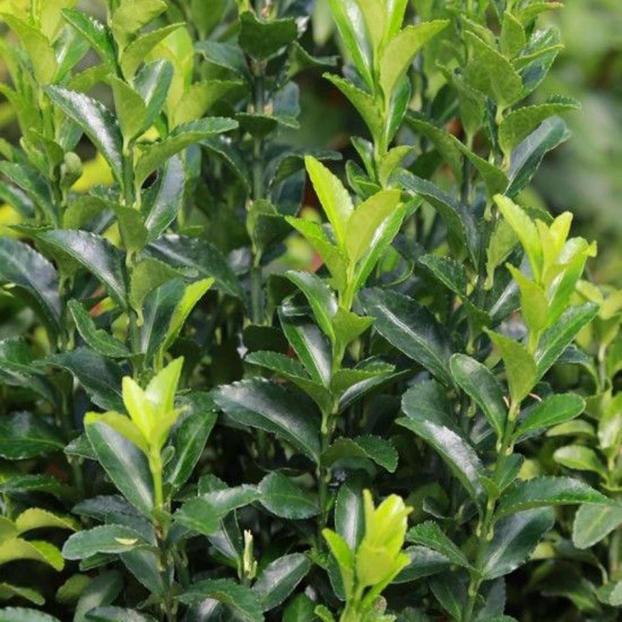 Salba Japoneza Euonimus Green Spire