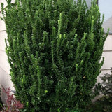Salba Japoneza Euonimus Japonicus