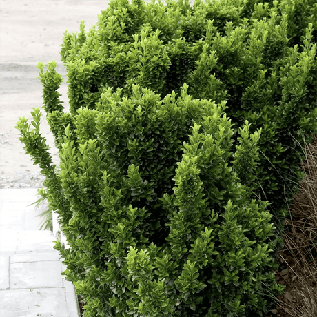 Salba Japoneza Euonimus Japonicus