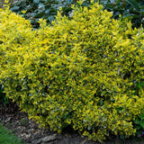 Salba Japoneza Euonimus Japonicus Aureus