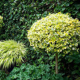 Salba Japoneza Euonimus Japonicus Aureus - Tip Copac