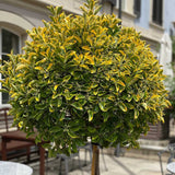 Salba Japoneza Euonimus Japonicus Aureus - Tip Copac