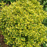 Salba Japoneza Euonimus Marieke