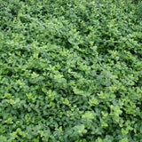 Salba Japoneza Euonimus Minimus