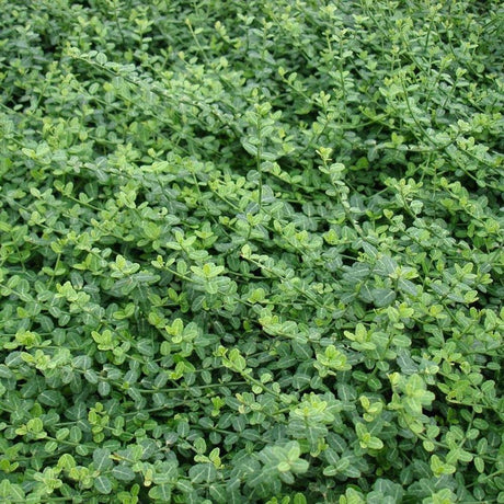 Salba Japoneza Euonimus Minimus