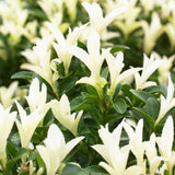 Salba Japoneza Euonimus Paloma Blanca