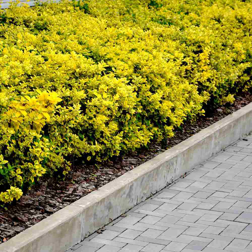 Salba Japoneza Euonimus Elegantissimus Aureus, arbust decorativ frunze galben-verzui vesnic verde