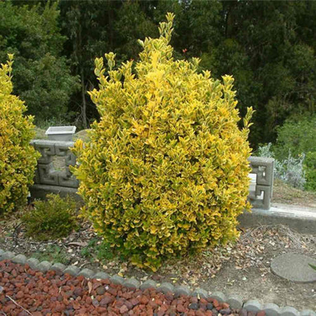 Salba Japoneza Euonimus Elegantissimus Aureus, arbust decorativ frunze galben-verzui vesnic verde