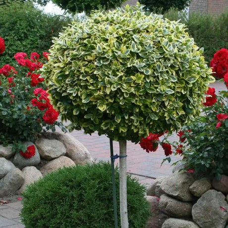 Salba Japoneza Euonimus Bravo, pe tulpina, vesnic verde cu frunze variegate decorativ