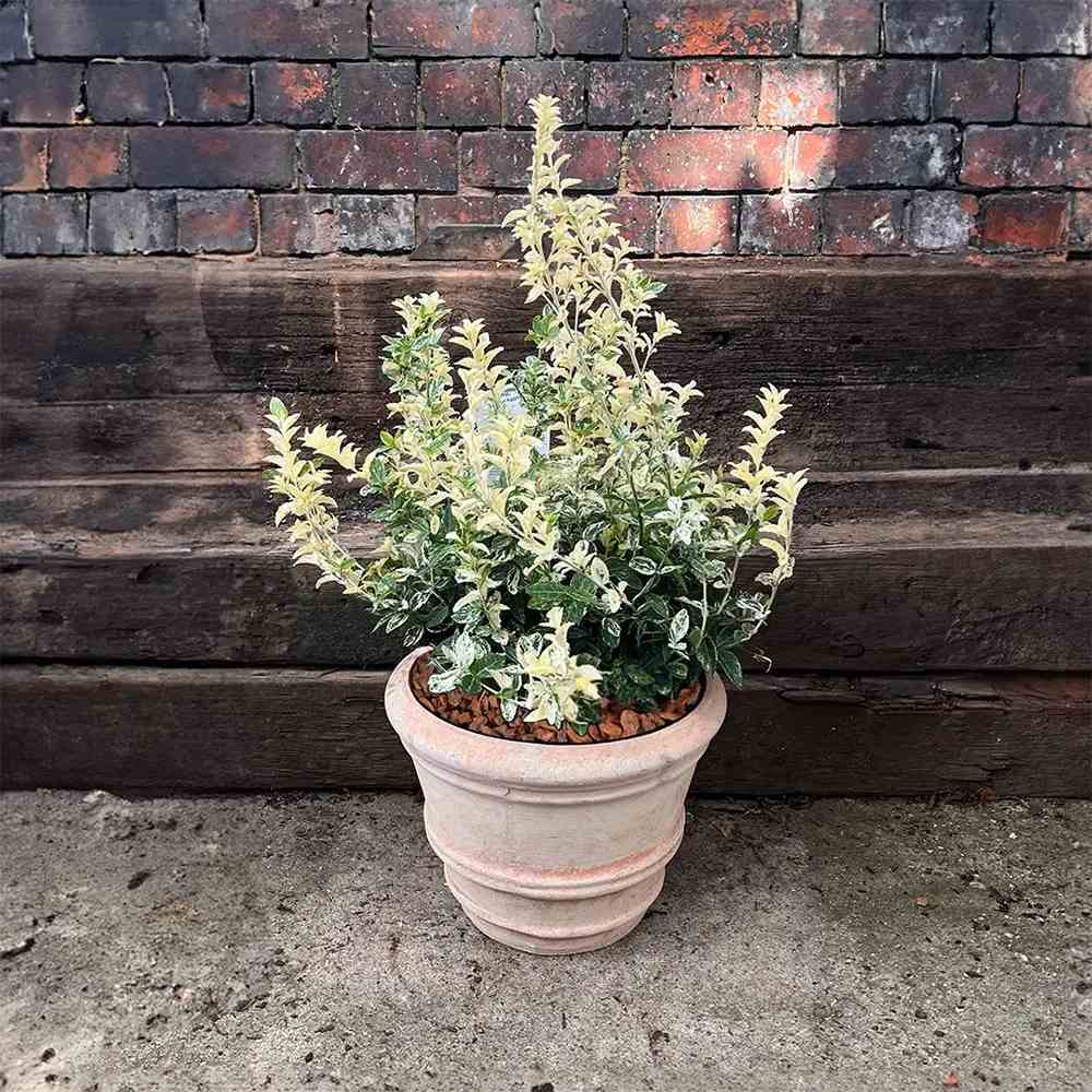 Salba Japoneza Euonimus Harlequin, arbust decorativ vesnic verde cu frunze pestrite pentru borduri si ghivece