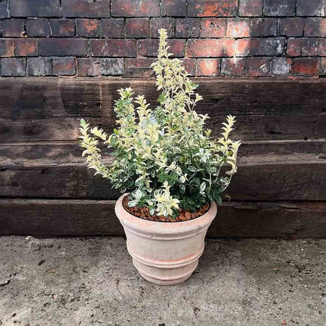 Salba Japoneza Euonimus Harlequin, arbust decorativ vesnic verde cu frunze pestrite pentru borduri si ghivece