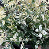 Salba Japoneza Euonimus Harlequin, arbust decorativ vesnic verde cu frunze pestrite pentru borduri si ghivece