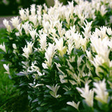 Salba Japoneza Euonimus Himalaya, arbust vesnic verde compact decorativ rezistent