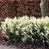 Salba Japoneza Euonimus Himalaya, arbust vesnic verde compact decorativ rezistent