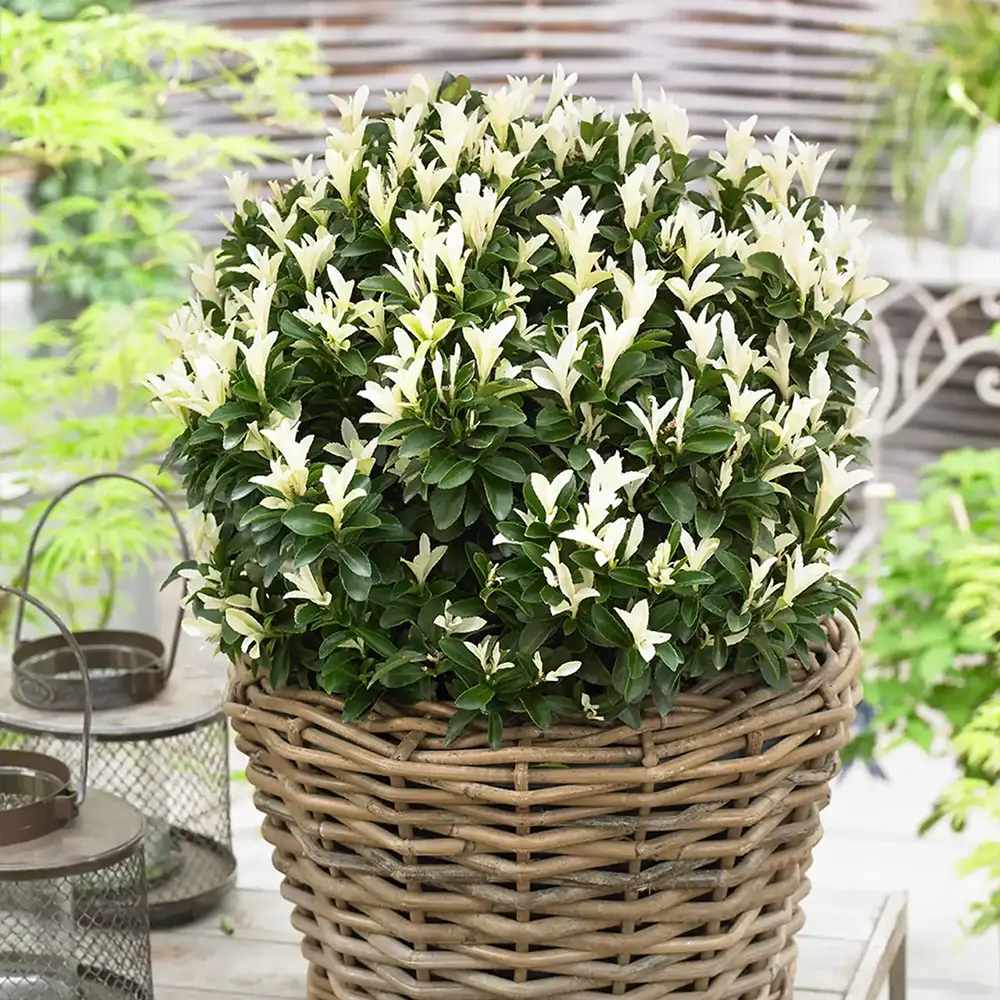 Salba Japoneza Euonimus Himalaya, arbust vesnic verde compact decorativ rezistent