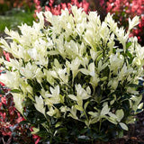 Salba Japoneza Euonimus Himalaya, arbust vesnic verde compact decorativ rezistent