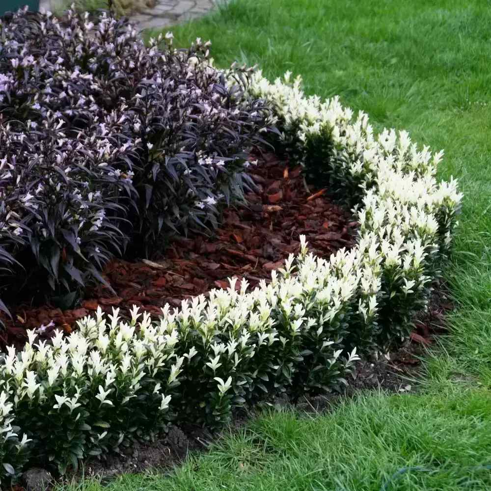 Salba Japoneza Euonimus Himalaya, arbust vesnic verde compact decorativ rezistent