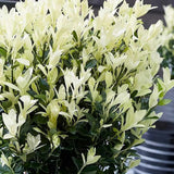 Salba Japoneza Euonimus Himalaya, arbust vesnic verde compact decorativ rezistent