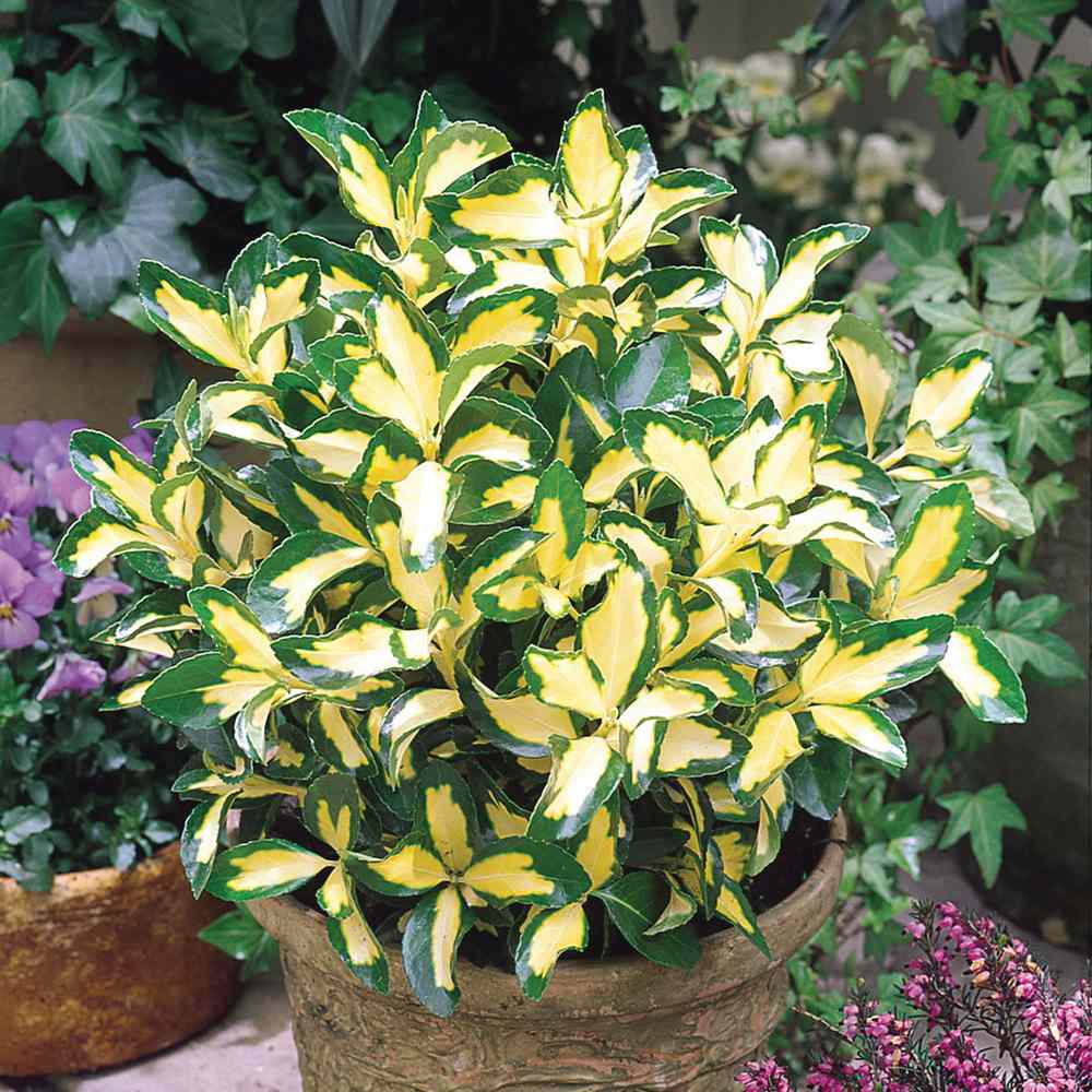 Kecskerágó Euonymus japonicus 'Blondy' – tarka, örökzöld, kompakt díszcserje