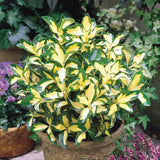 Kecskerágó Euonymus japonicus 'Blondy' – tarka, örökzöld, kompakt díszcserje
