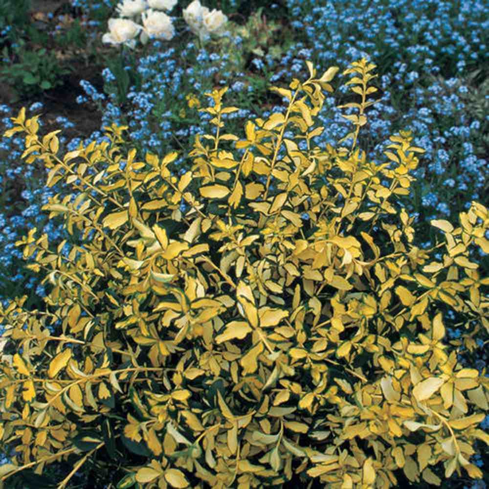 Kecskerágó Euonymus japonicus 'Blondy' – tarka, örökzöld, kompakt díszcserje