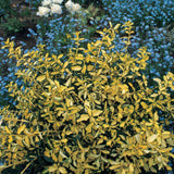 Kecskerágó Euonymus japonicus 'Blondy' – tarka, örökzöld, kompakt díszcserje