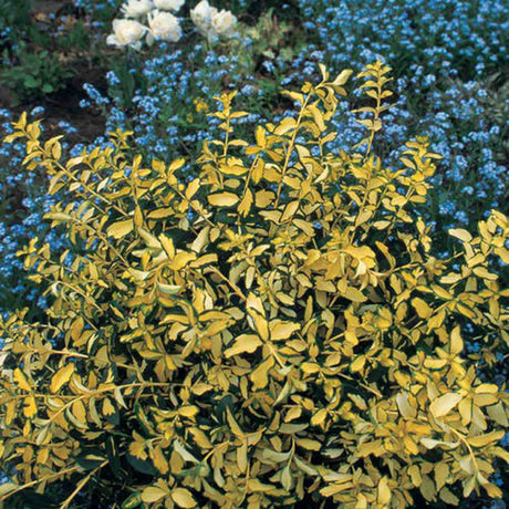 Kecskerágó Euonymus japonicus 'Blondy' – tarka, örökzöld, kompakt díszcserje