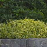 Salba Japoneza Euonimus Emerald 'N' Gold