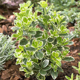 Salba Japoneza Euonimus Kathy