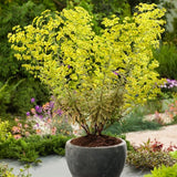 Euphorbia Ascot Rainbow
