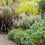 Euphorbia argintiu Silver Edge