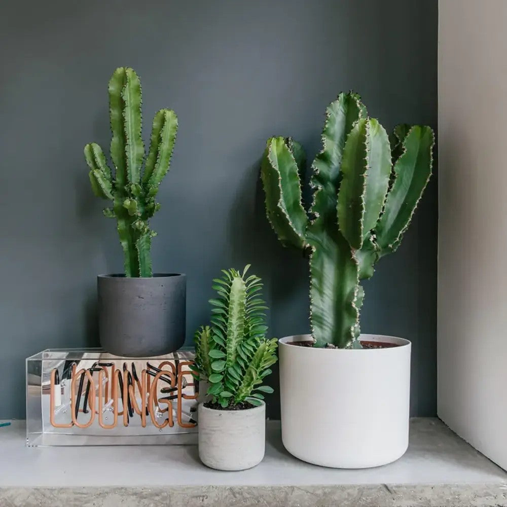 Afrikai kandeláber-kutyatej (Euphorbia ingens) – látványos, könnyen gondozható szobanövény, 95 cm