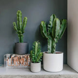 Afrikai kandeláber-kutyatej (Euphorbia ingens) – látványos, könnyen gondozható szobanövény, 95 cm