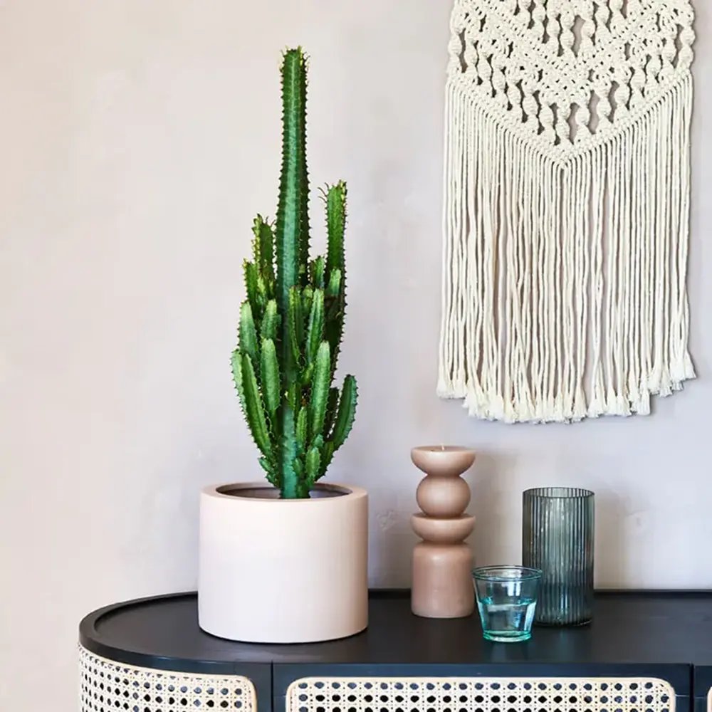 Afrikai kandeláber-kutyatej (Euphorbia ingens) – látványos, könnyen gondozható szobanövény, 95 cm