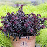 Euphorbia Miners Merlot, planta perena decorativa rosu-bordeaux rezistenta frig