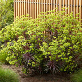 Euphorbia Miners Merlot, planta perena decorativa rosu-bordeaux rezistenta frig