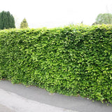 Fag European (Fagus Sylvatica), planta solitara sau gard viu