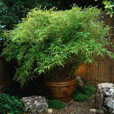 Bambus de gradina Negru (Fargesia Rufa) Black Pearl, tulpinii maronii-negru, neinvaziv, rezistent la frig, gard viu vesnic verde, simbol de protectie si integritate