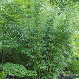 Bambus de gradina (Fargesia Rufa) Robusta Wolong, neinvaziv, rezistent la frig, gard viu dens, simbol de protectie si integritate