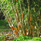 Bambus de gradina (Fargesia Rufa) Robusta Wolong, neinvaziv, rezistent la frig, gard viu dens, simbol de protectie si integritate