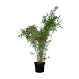 Bambus de gradina (Fargesia Rufa) Winter Joy, neinvaziv, rezistent la frig, gard viu vesnic verde, simbol de protectie si integritate