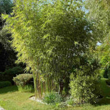 Bambus de gradina (Fargesia Rufa) Winter Joy, neinvaziv, rezistent la frig, gard viu vesnic verde, simbol de protectie si integritate