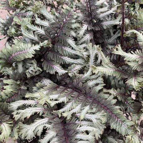 Feriga Japoneza Pictata (Athyrium) Crested Surf