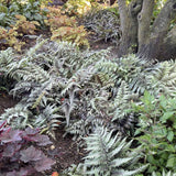 Feriga Japoneza Pictata (Athirium) Pewter Lace